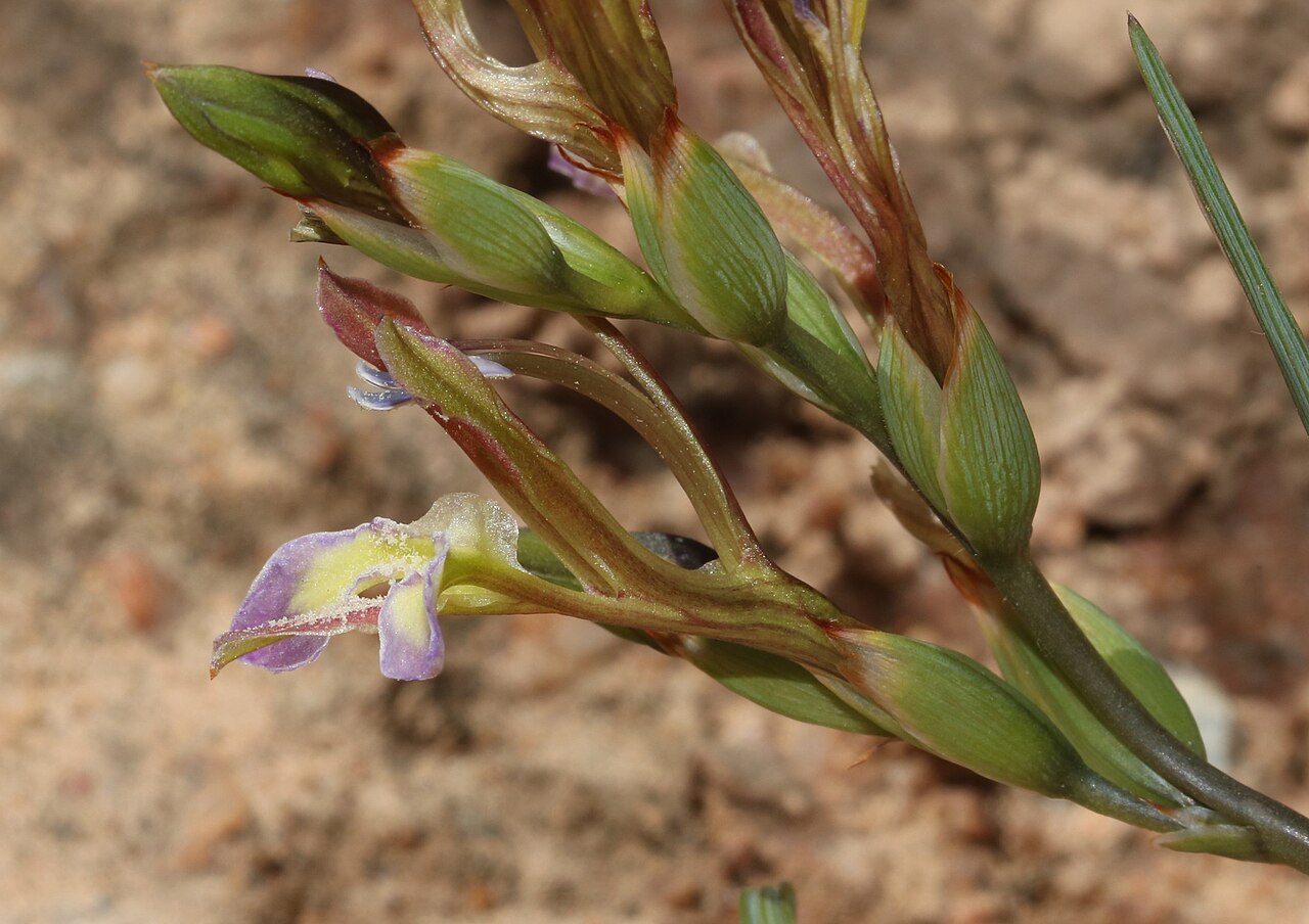 Babiana fimbriata: Babiana fimbriata, side view of part of the inflorescens