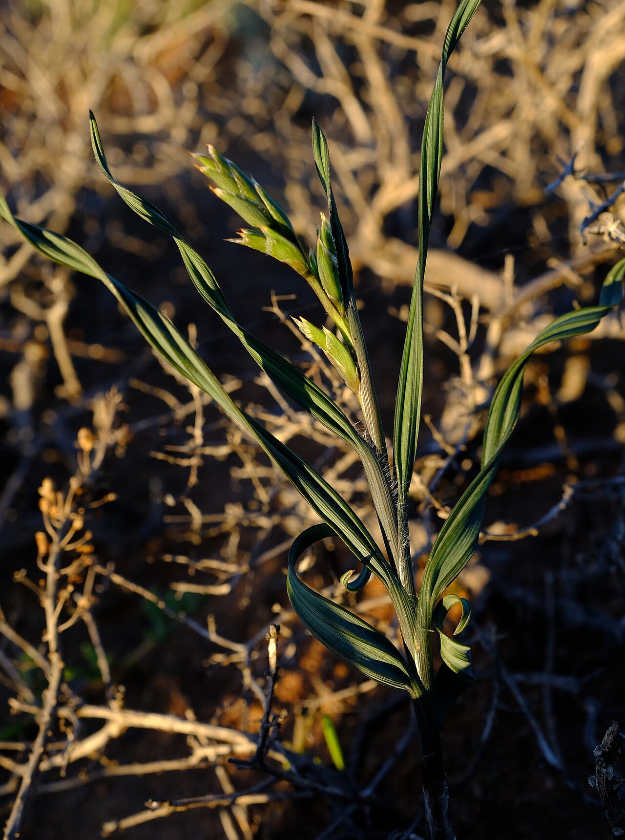 Babiana fimbriata: Babiana fimbriata, photographed by Nick Helme, on 1 August 2019, at Karoovlei 1, near Vredendal, Western Cape province of South Africa