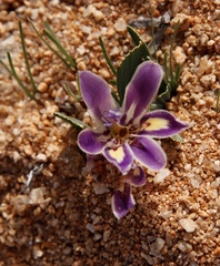 Babiana flabellifolia (Babiana flabellifolia)