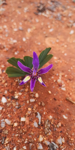 Babiana flabellifolia (Babiana flabellifolia)
