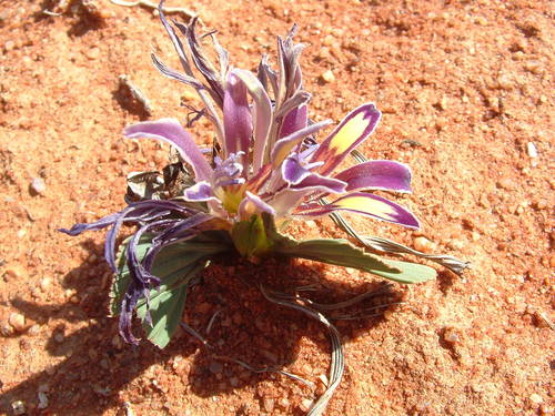 Babiana flabellifolia (Babiana flabellifolia)
