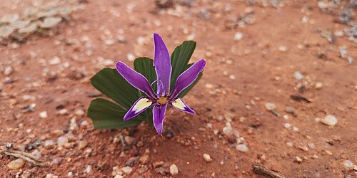 Babiana flabellifolia: Babiana flabellifolia