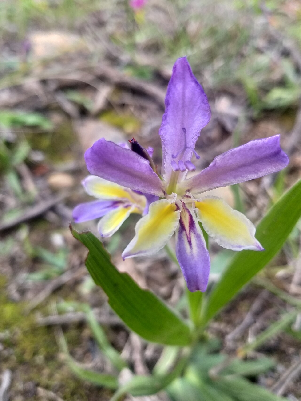 Babiana fourcadei: Babiana fourcadei , photographed by Kevin Koen, on 31 August 2020, about 2.7 km south-east of Herbertsdale, Gondwana Game Reserve, Western Cape province of Sout