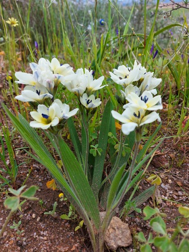 Babiana fragrans (Babiana fragrans)