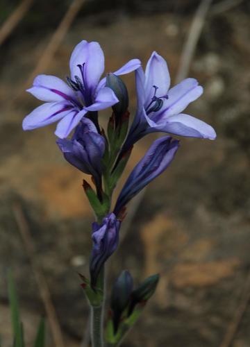 Babiana fragrans (Babiana fragrans)