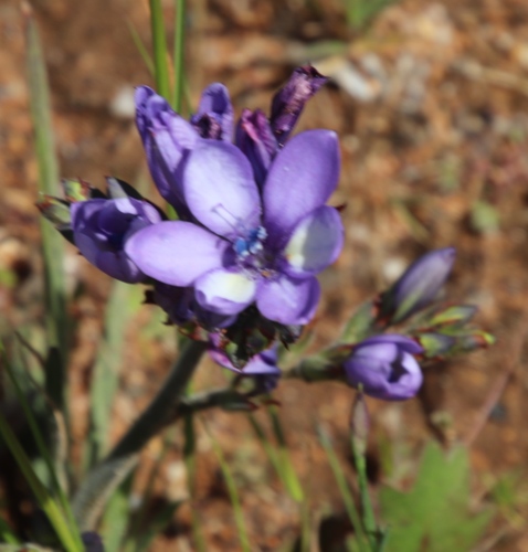 Babiana fragrans (Babiana fragrans)
