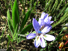 Babiana fragrans (Babiana fragrans)