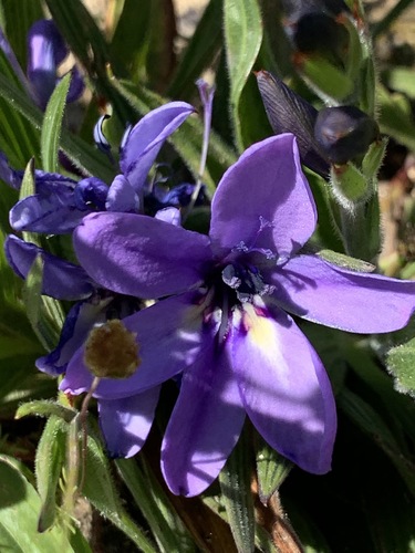 Babiana fragrans (Babiana fragrans)