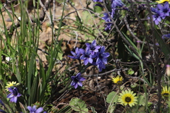 Babiana fragrans (Babiana fragrans)
