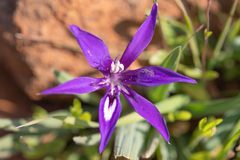 Babiana framesii (Babiana framesii)