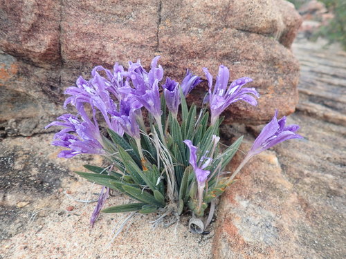 Babiana framesii (Babiana framesii)