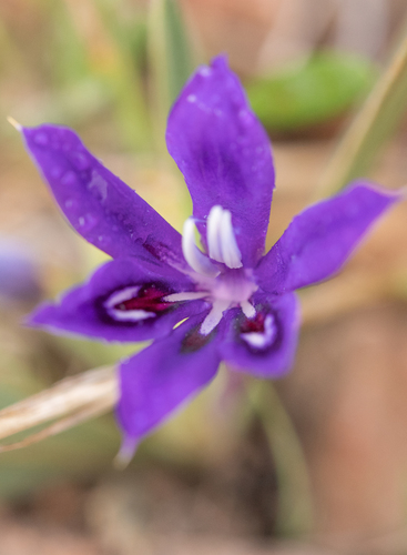 Babiana framesii (Babiana framesii)