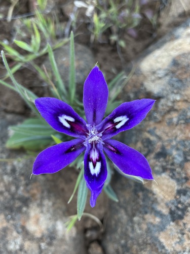 Babiana framesii (Babiana framesii)