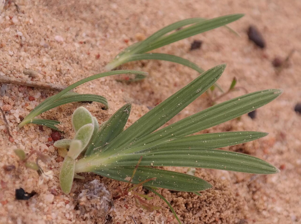 Babiana geniculata: Babiana geniculata, photographed by Nick Helme, on 14 August 2015, at Lorraine; Travellers Rest: track south of dam, Greater Cederberg Wilderness Area, Clanwill