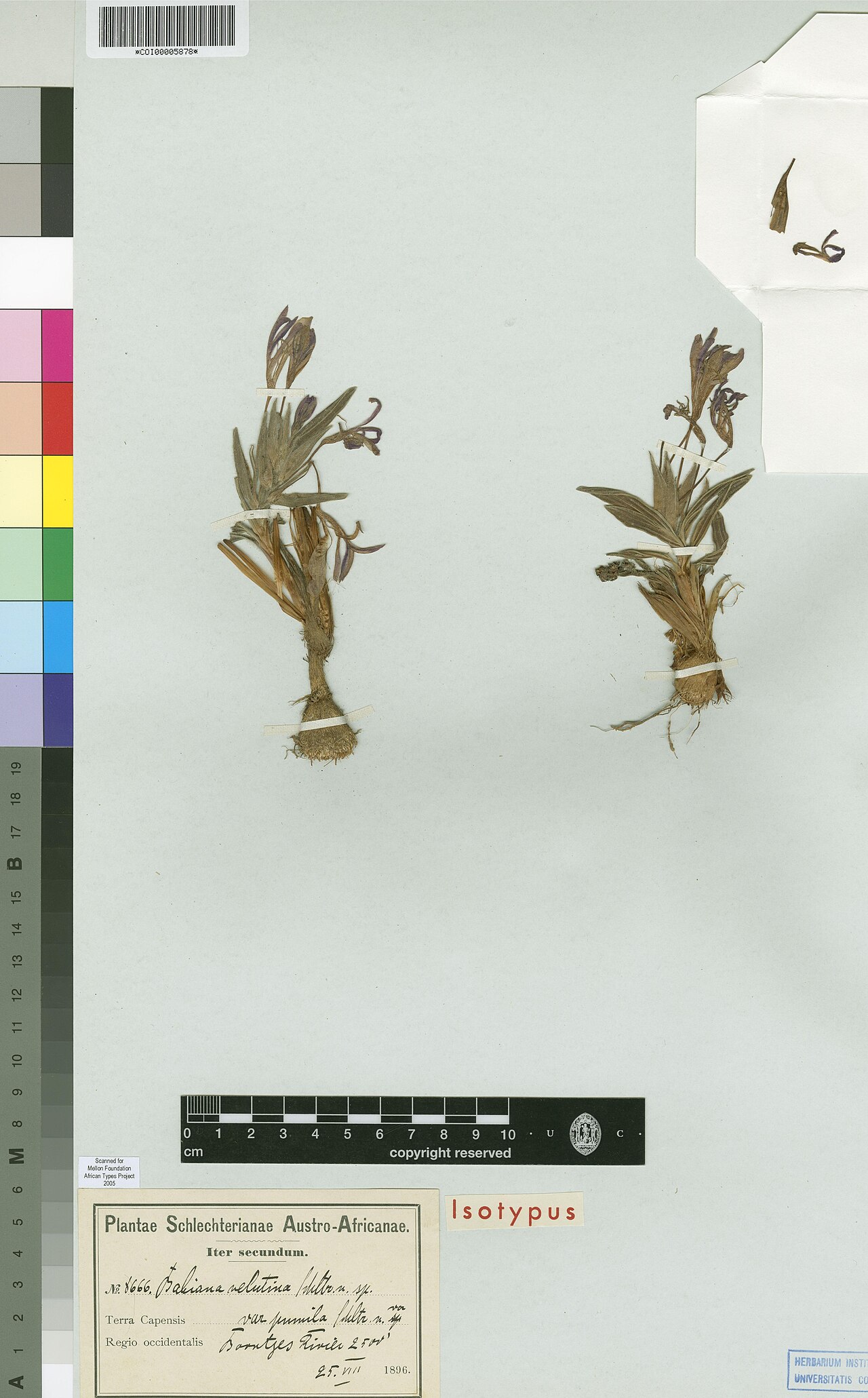 Babiana geniculata: Photograph of Isotype of Babiana geniculata at Herbarium of the University of Coimbra, Portugal (COI). Specimen COI00005878. http://coicatalogue.uc.pt/specimen/