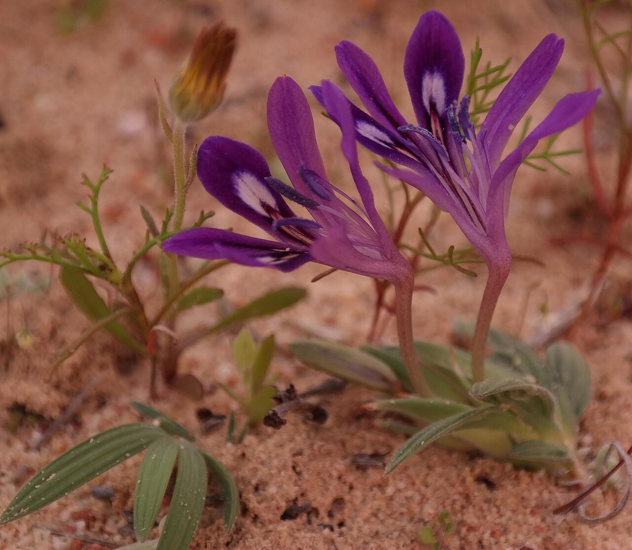 Babiana geniculata: Babiana geniculata, photographed by Nick Helme, on 14 August 2015, at Lorraine; Travellers Rest: track south of dam, Greater Cederberg Wilderness Area, Clanwill