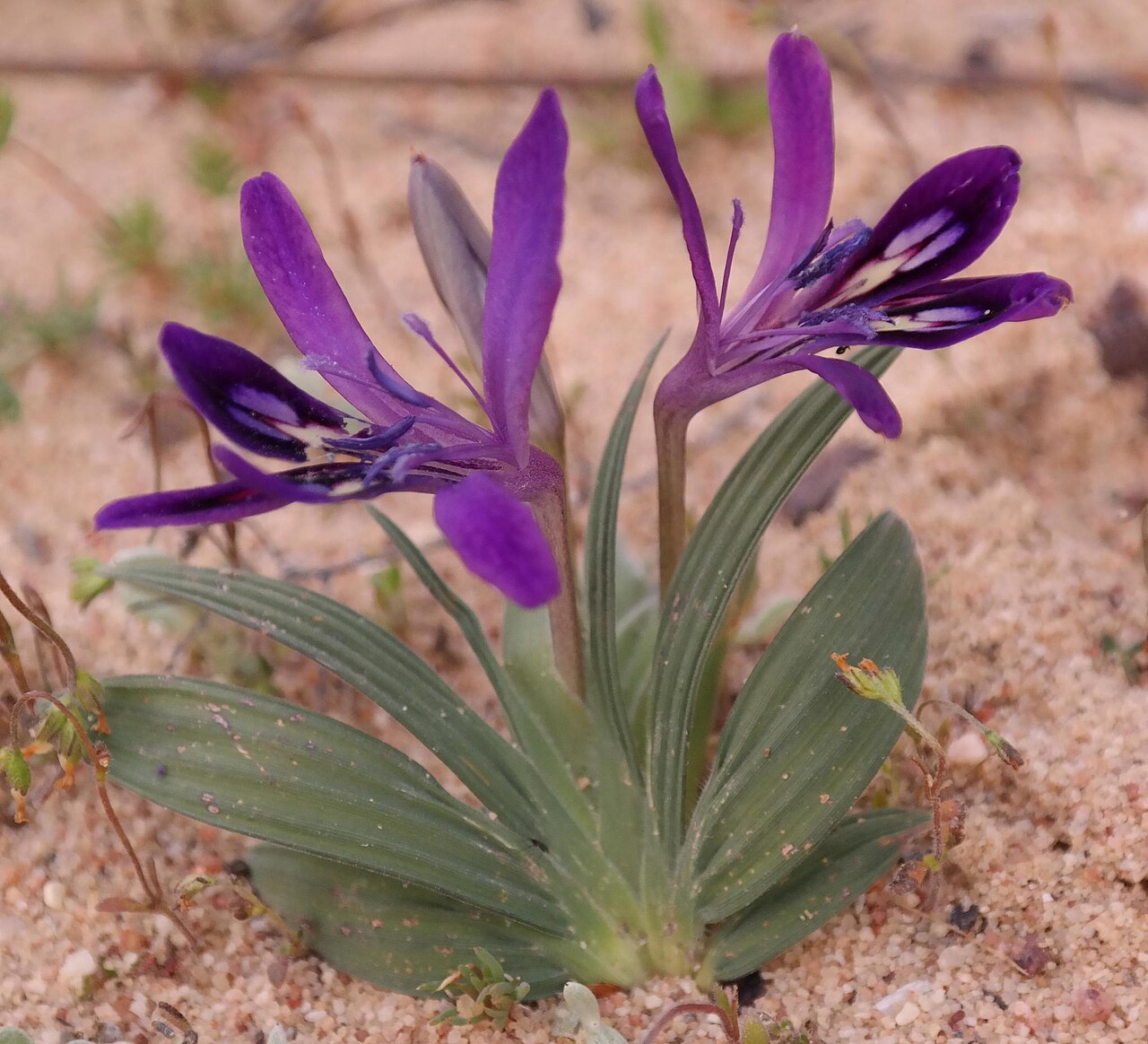 Babiana geniculata: Babiana geniculata, photographed by Nick Helme, on 14 August 2015, at Lorraine; Travellers Rest: track south of dam, Greater Cederberg Wilderness Area, Clanwill