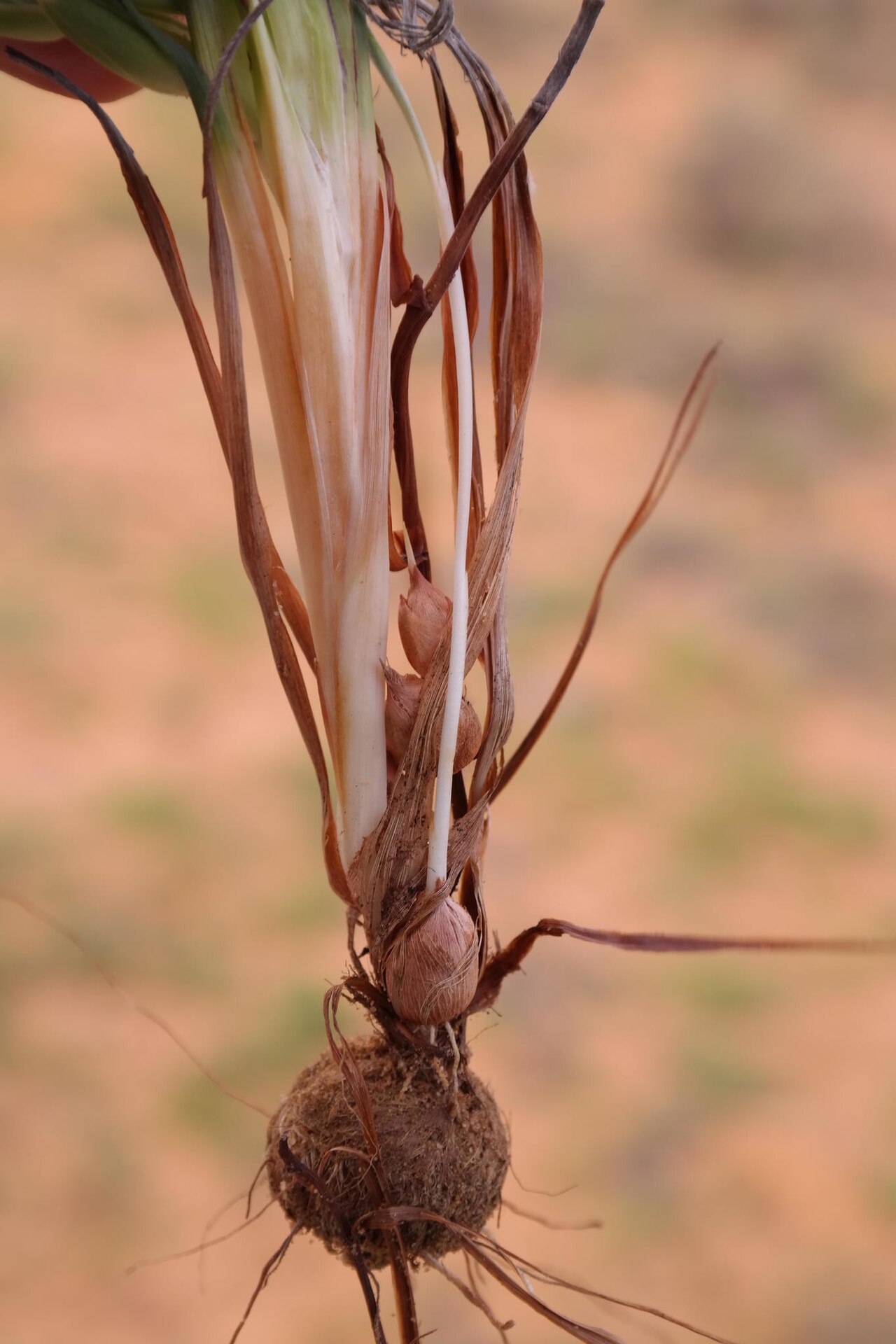 Babiana grandiflora: Babiana grandiflora, photographed by Nick Helme, on 5 august 2014, at Namakwa National Park, north-west of Taaibosduin, Namaqualand, Northern Cape province of S