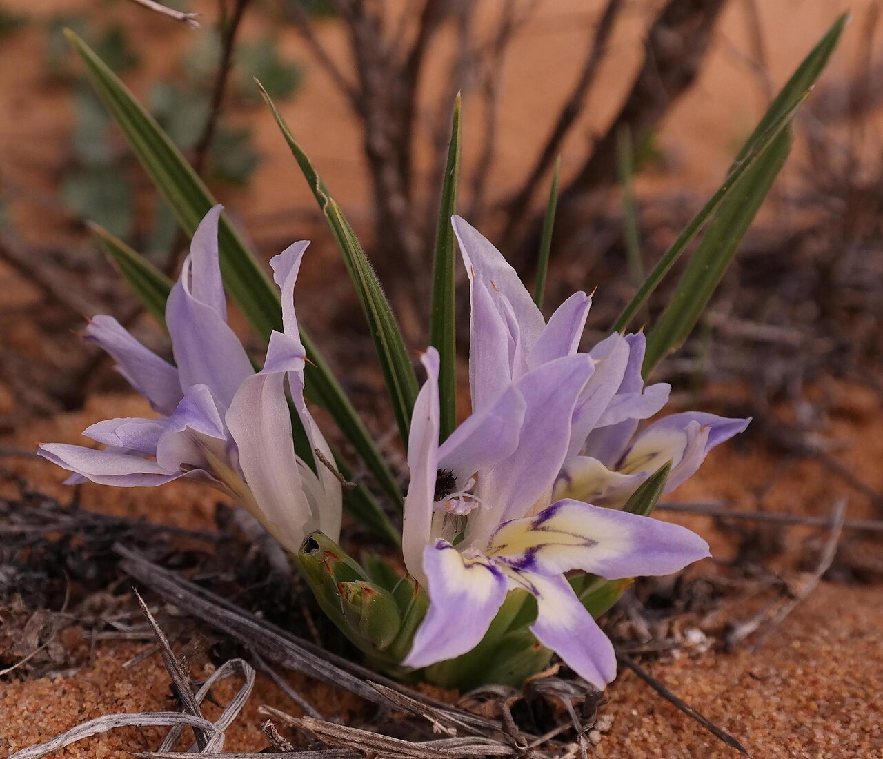 Babiana grandiflora: Babiana grandiflora, photographed by Nick Helme, on 5 august 2014, at Namakwa National Park, north-west of Taaibosduin, Namaqualand, Northern Cape province of S