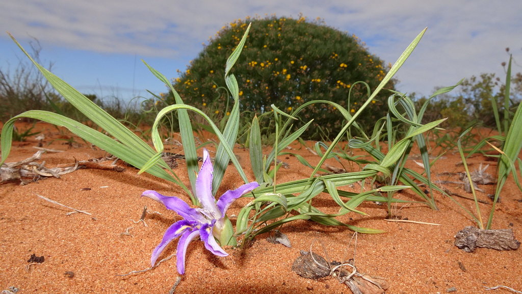 Babiana grandiflora (Babiana grandiflora)