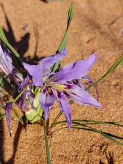 Babiana grandiflora (Babiana grandiflora)