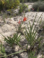 Babiana hirsuta (Babiana hirsuta)