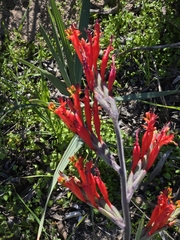 Babiana hirsuta (Babiana hirsuta)