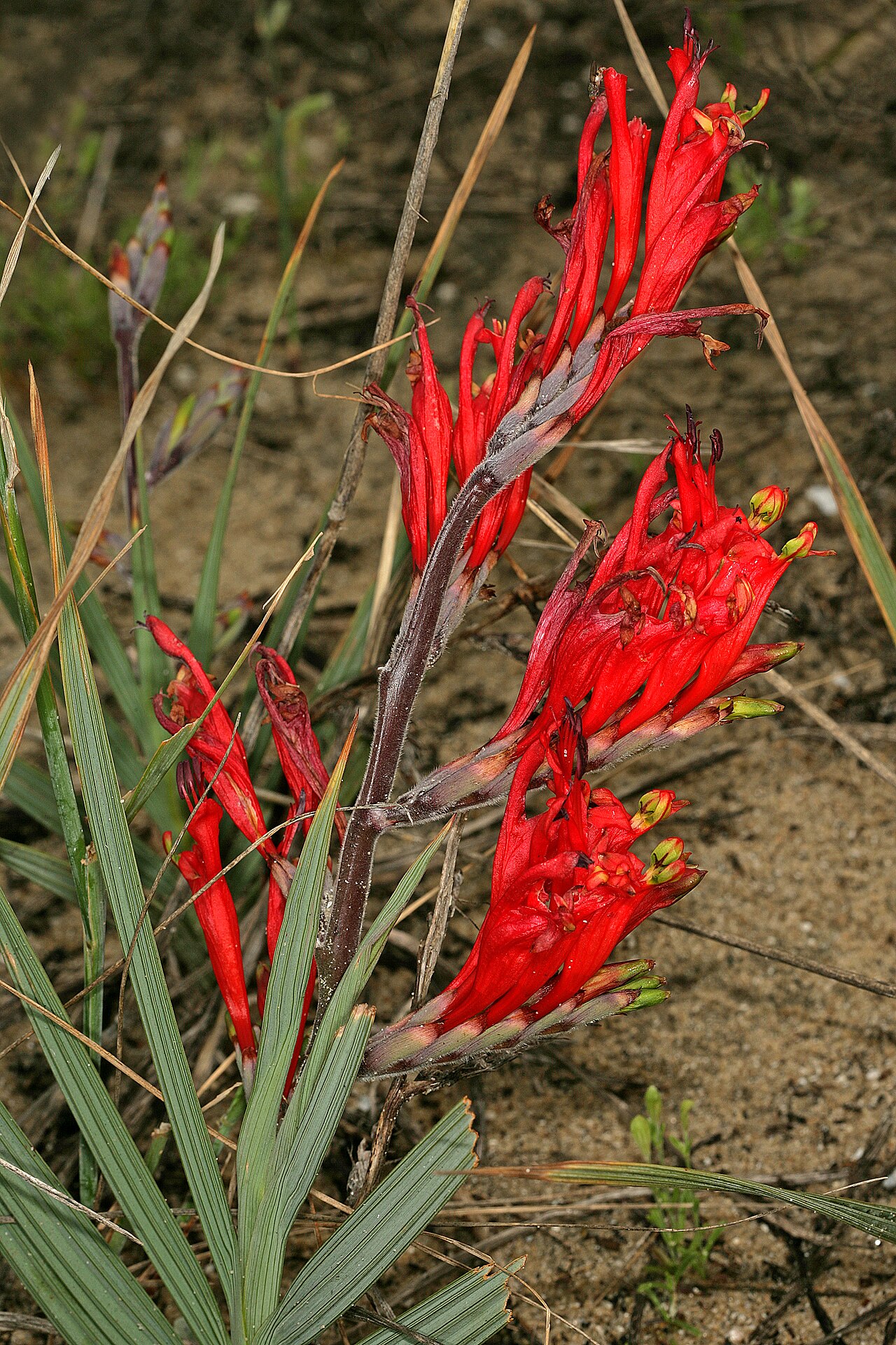 Babiana hirsuta: Babiana hirsuta , plant in flower. Coastal sand dunes along West Coast, between Velddrif and Dwarskersbos, Western Cape, South Africa