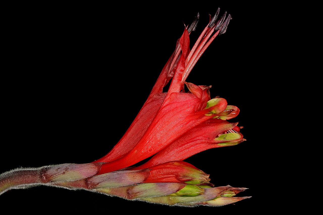Babiana hirsuta: Babiana hirsuta , newly opened flowers (side view). Coastal sand dunes along West Coast, between Velddrif and Dwarskersbos, Western Cape, South Africa