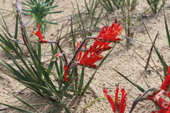 Babiana hirsuta (Babiana hirsuta)