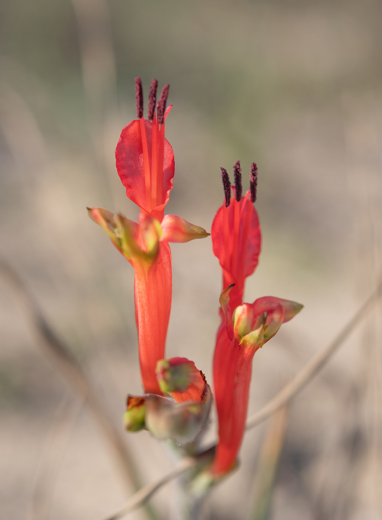 Babiana hirsuta (Babiana hirsuta)