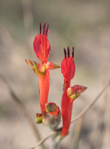 Babiana hirsuta (Babiana hirsuta)