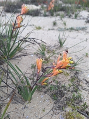 Babiana hirsuta (Babiana hirsuta)