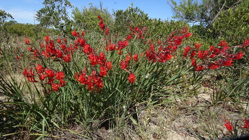 Babiana hirsuta (Babiana hirsuta)