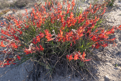 Babiana hirsuta (Babiana hirsuta)