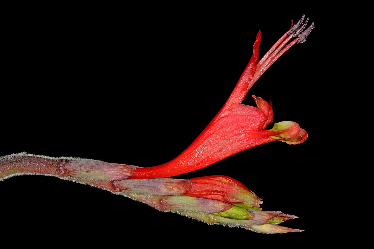 Babiana hirsuta: Babiana hirsuta , newly opened flower (side view). Coastal sand dunes along West Coast, between Velddrif and Dwarskersbos, Western Cape, South Africa