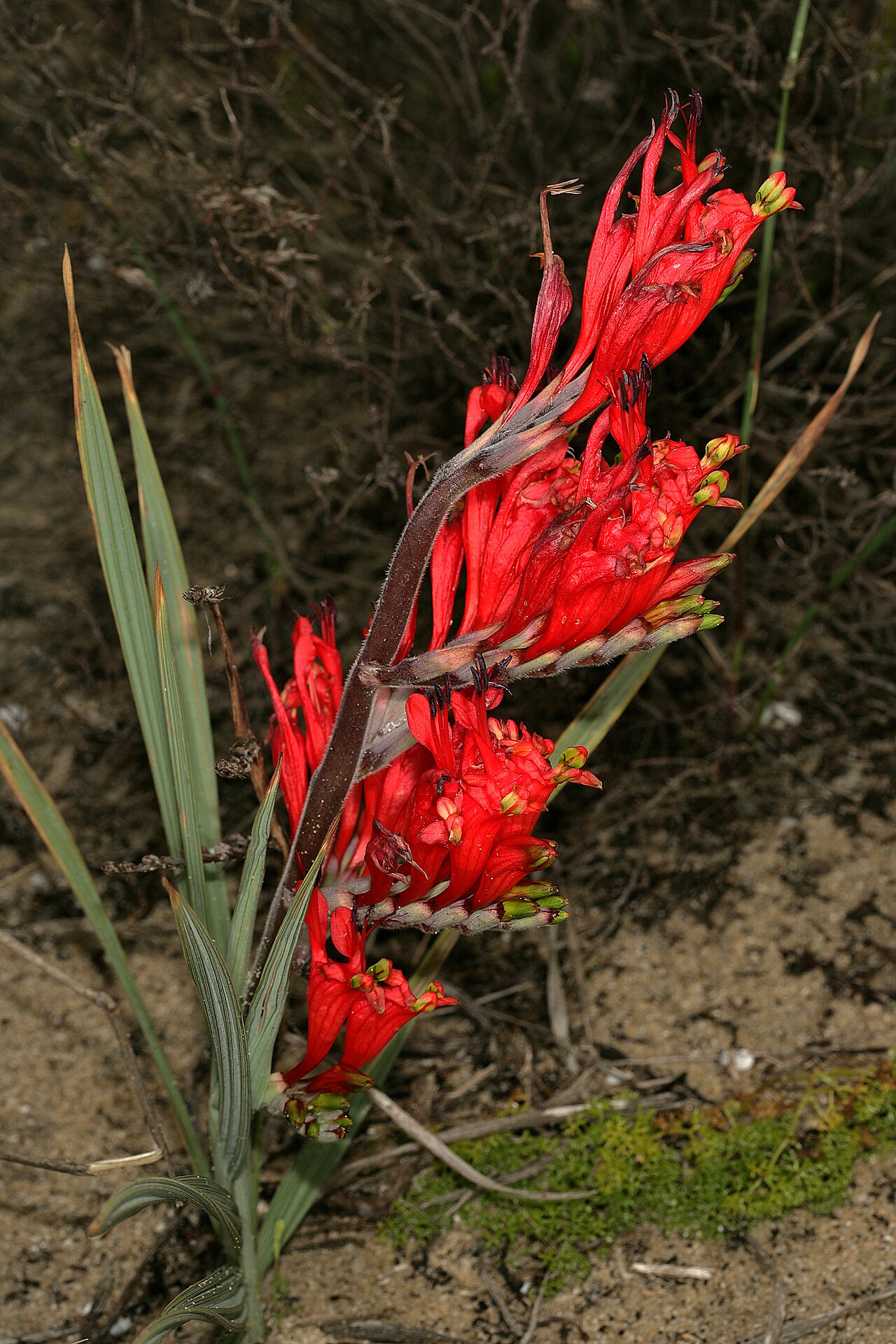 Babiana hirsuta: Babiana hirsuta , plant in flower. Coastal sand dunes along West Coast, between Velddrif and Dwarskersbos, Western Cape, South Africa