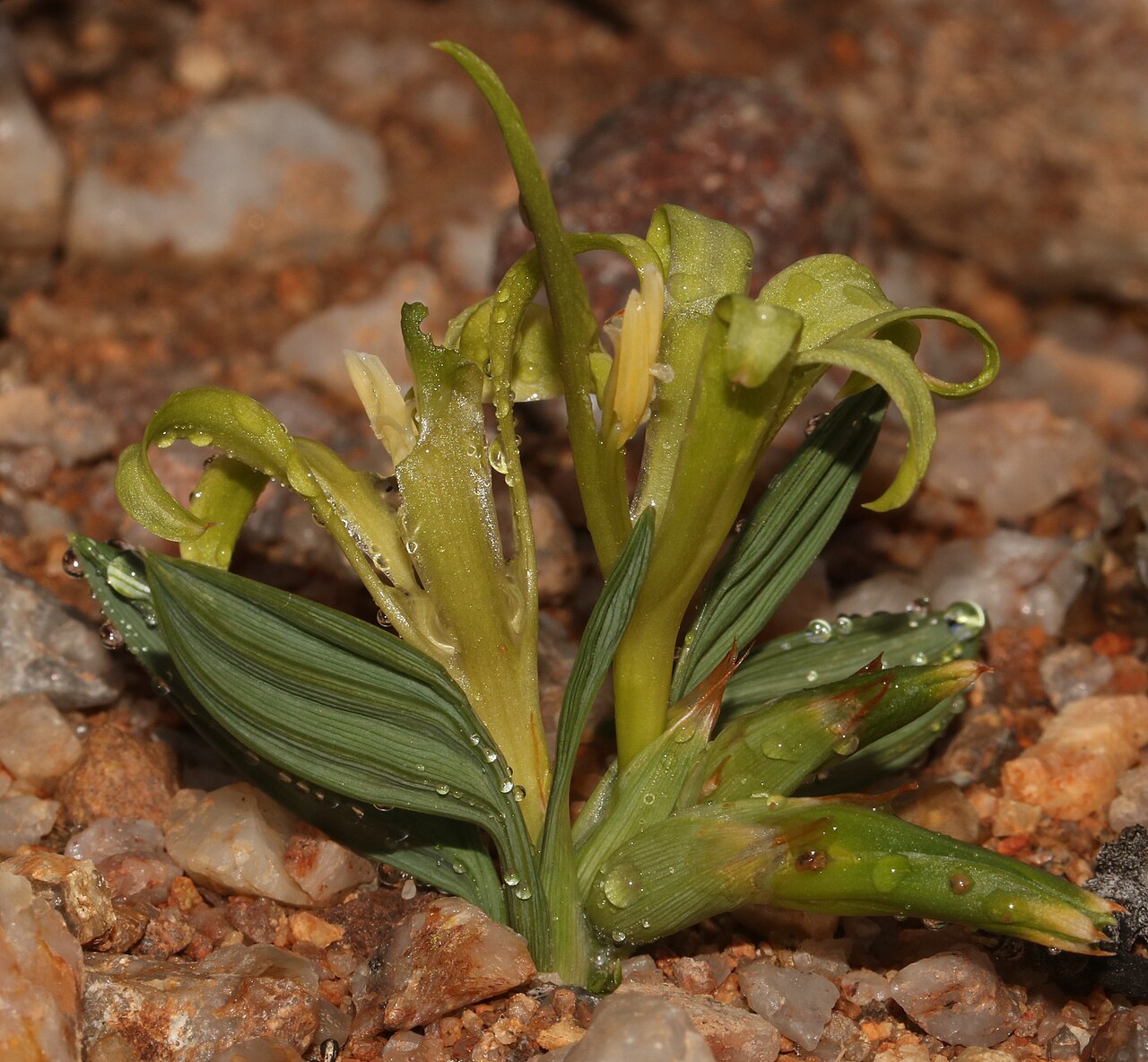 Babiana horizontalis: Babiana horizontalis, photographed by Brian du Preez, on 22 June 2019, about 6.5 km west of Springbok, Namaqualand, Northern Cape province of South Africa