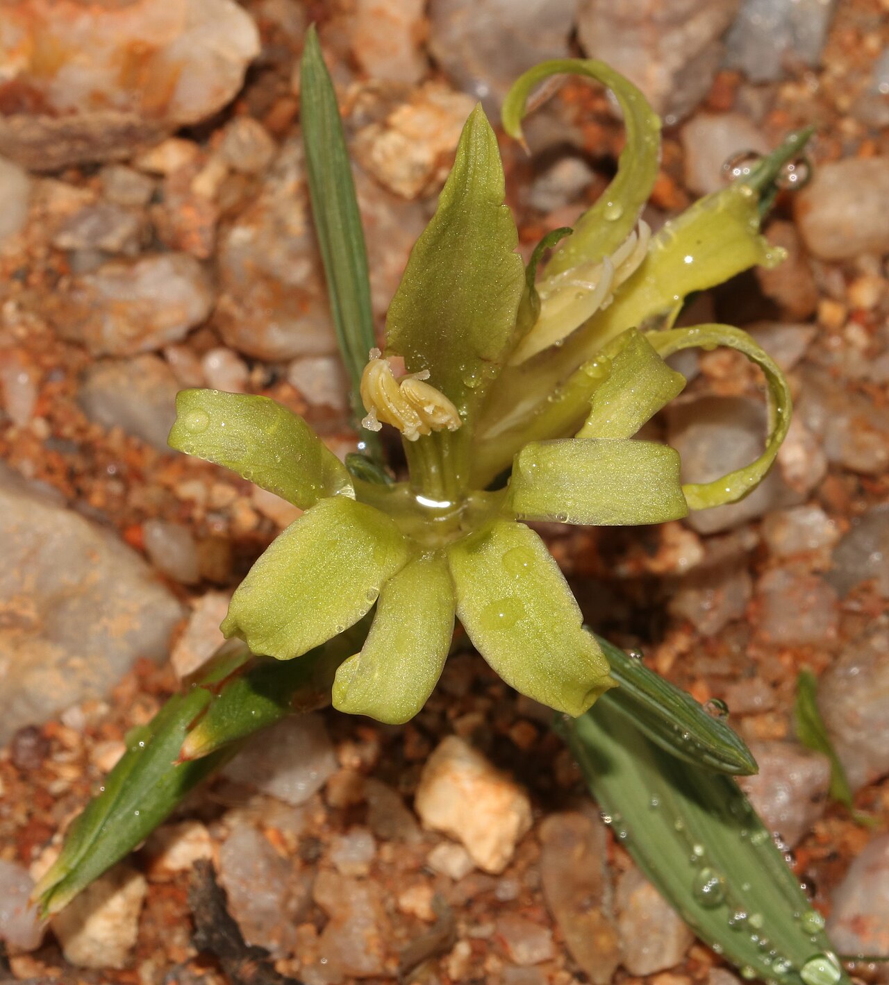 Babiana horizontalis: Babiana horizontalis, photographed by Brian du Preez, on 22 June 2019, about 6.5 km west of Springbok, Namaqualand, Northern Cape province of South Africa
