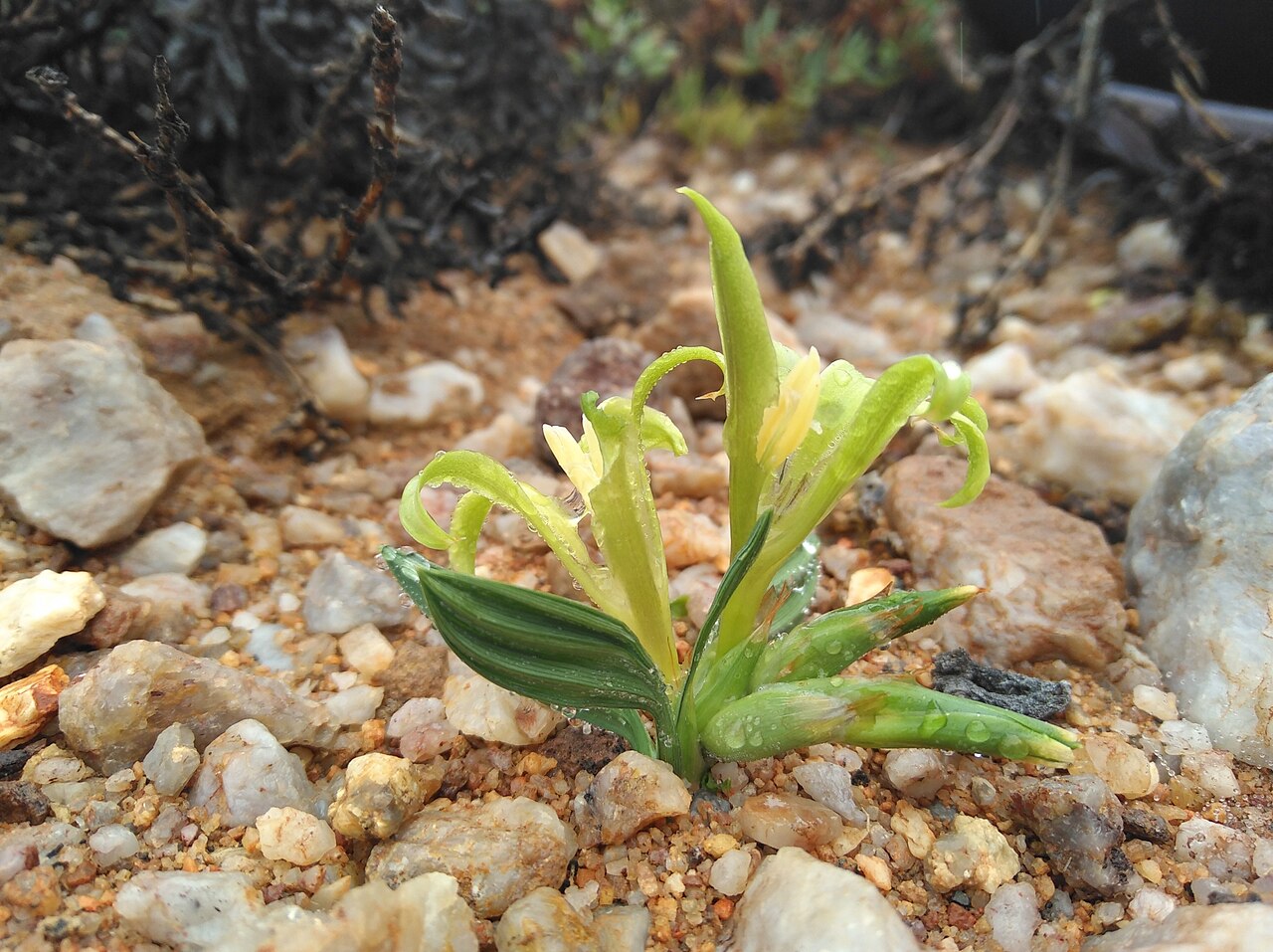 Babiana horizontalis: Babiana horizontalis, photographed by Brian du Preez, on 22 June 2019, about 6.5 km west of Springbok, Namaqualand, Northern Cape province of South Africa