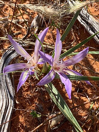 Babiana hypogaea: Babiana hypogaea, photographed by Ricus Nel, on 21 April 2021, at Siyanda, near Postmasburg, Northern Cape province of South Africa