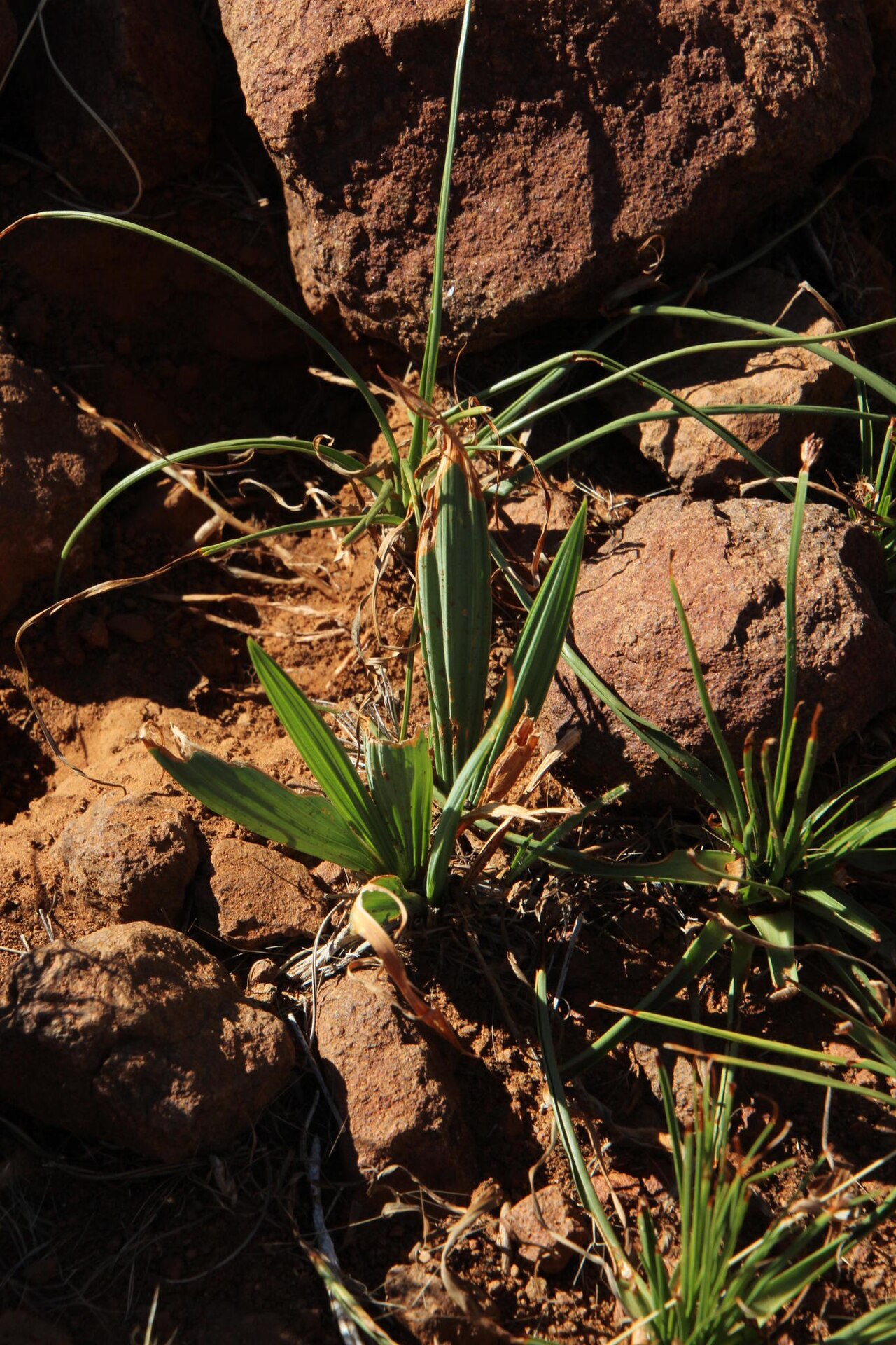 Babiana hypogaea: Babiana hypogaea, photographed by Tony Rebelo, on 20 May 2017, at Nieuwefontein Homestead, near Richmond, Northern Cape province of South Africa