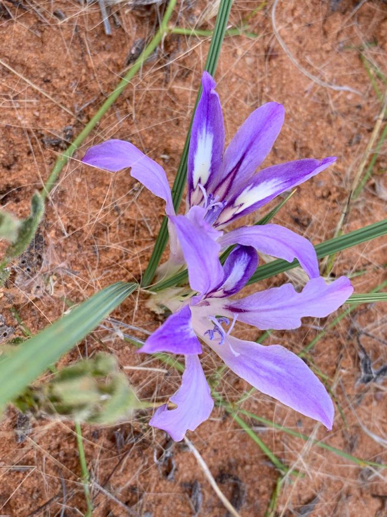 Babiana hypogaea: Babiana hypogaea, photographed by Ricus Nel, on 21 April 2021, at Siyanda, near Postmasburg, Northern Cape province of South Africa