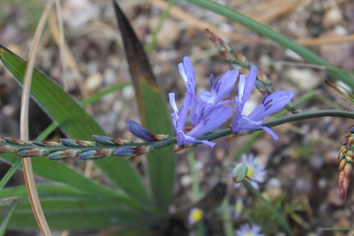 Babiana inclinata (Babiana inclinata)