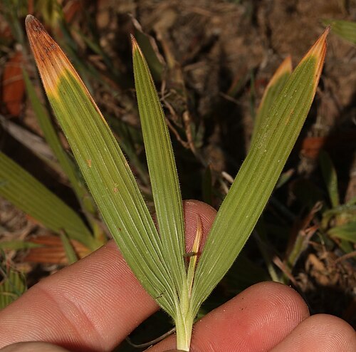 Babiana inclinata: Babiana inclinata, photographed by Brian du Preez, on 30 September 2017, about 6 km east-south-east of Piketberg, along the banks of the Kromrivier, Western Cap