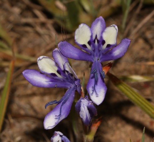 Babiana inclinata (Babiana inclinata)