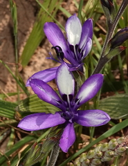 Babiana inclinata (Babiana inclinata)
