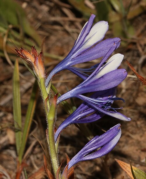 Babiana inclinata: Babiana inclinata, photographed by Brian du Preez, on 30 September 2017, about 6 km east-south-east of Piketberg, along the banks of the Kromrivier, Western Cap