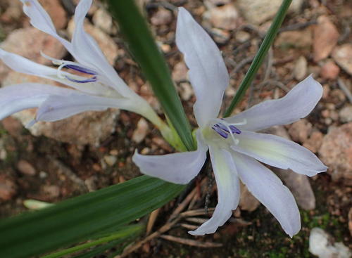 Babiana karooica (Babiana karooica)