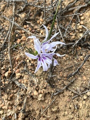 Babiana karooica (Babiana karooica)